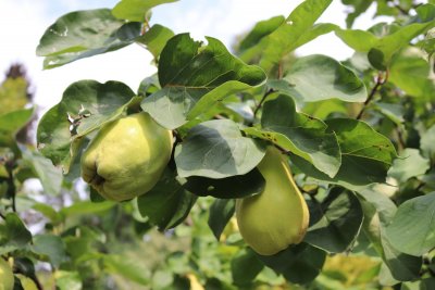 Cydonia oblonga 'Vranja' - kdouloň obecná - listy a plody